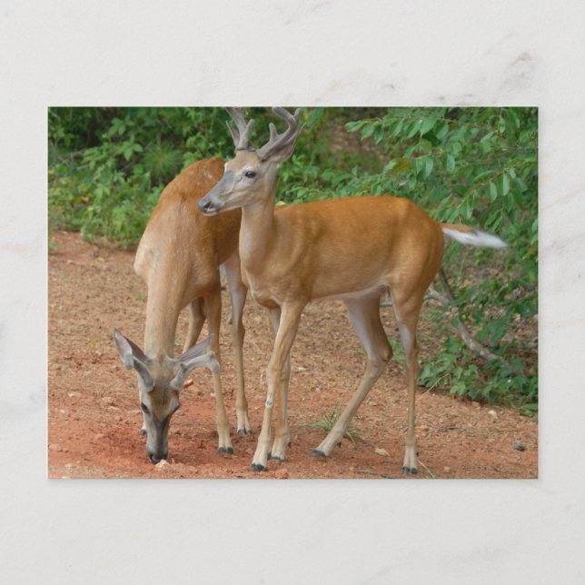 White Tailed Buck Deer Postcard (Front)