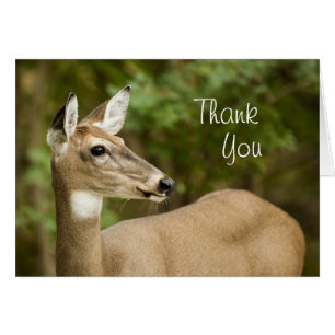 White Tailed Deer