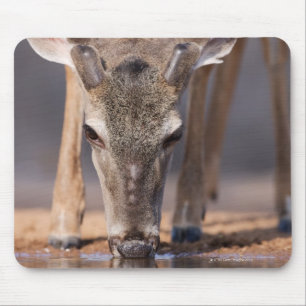 White tailed deer at waterhole mouse pad