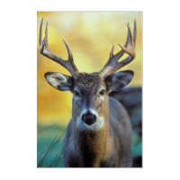 White-Tailed Deer | Autumn
