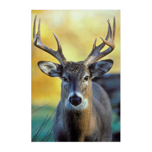 White-Tailed Deer   Autumn Acrylic Print