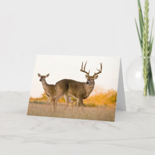 White-tailed Deer Autumn in Texas Card