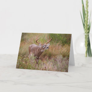 White-tailed Deer Autumn in Texas Card