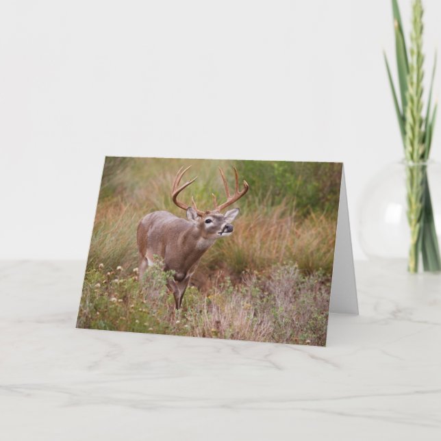 White-tailed Deer Autumn in Texas Card (Front)