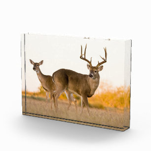 White-tailed Deer Autumn in Texas Photo Block
