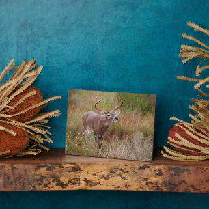 White-tailed Deer Autumn in Texas Plaque