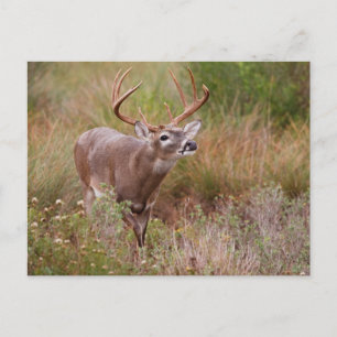 White-tailed Deer Autumn in Texas Postcard