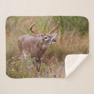 White-tailed Deer Autumn in Texas Sherpa Blanket