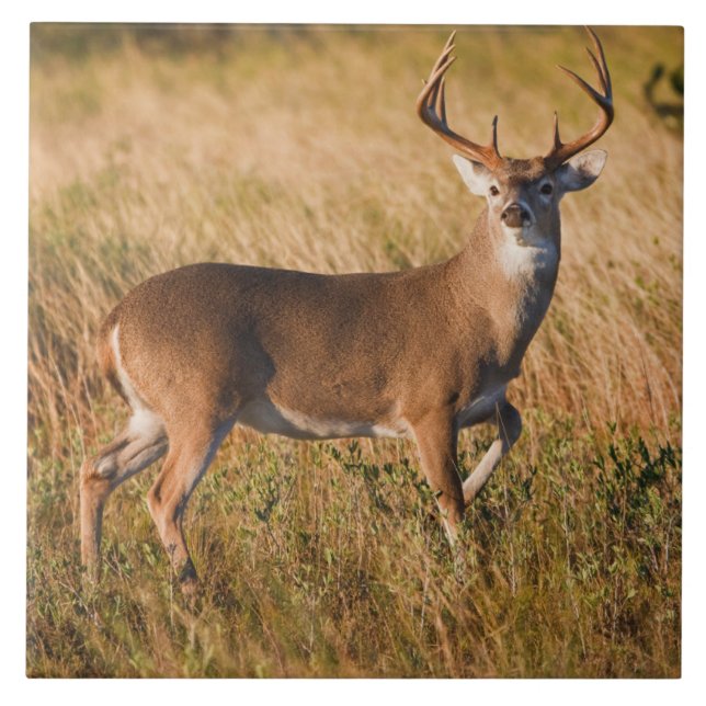 White-tailed Deer | Autumn in TX Ceramic Tile (Front)