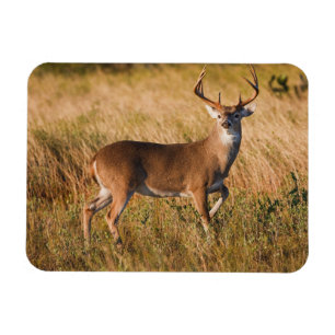 White-tailed Deer   Autumn in TX Magnet