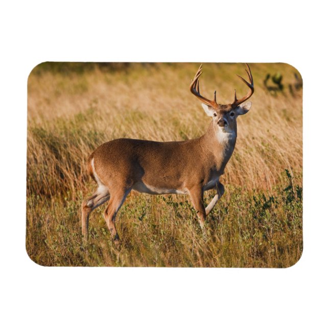 White-tailed Deer | Autumn in TX Magnet (Horizontal)