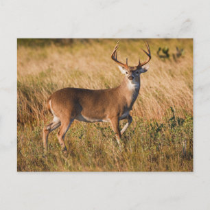 White-tailed Deer   Autumn in TX Postcard
