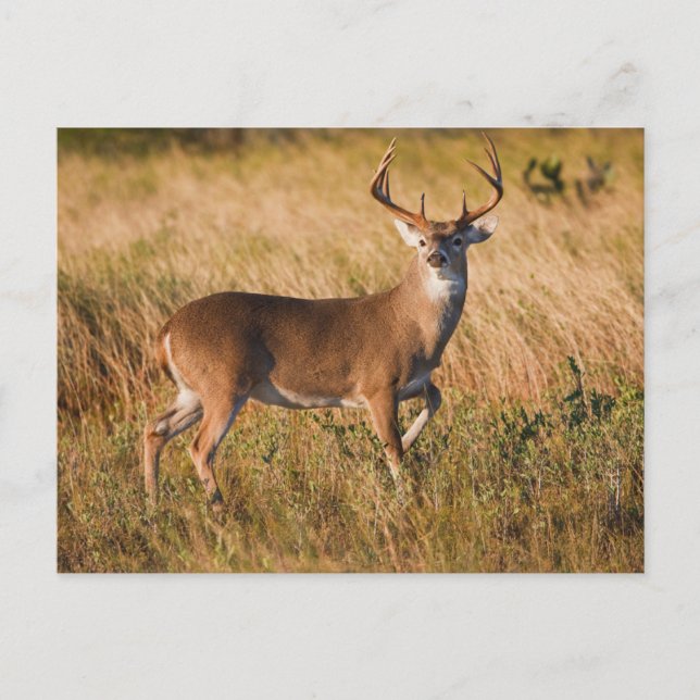 White-tailed Deer | Autumn in TX Postcard (Front)