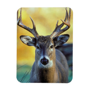 White-Tailed Deer Autumn Magnet