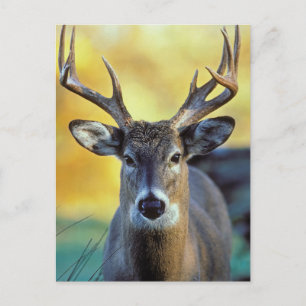 White-Tailed Deer   Autumn Postcard