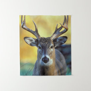 White-Tailed Deer   Autumn Tapestry