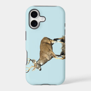 White Tailed Deer Buck