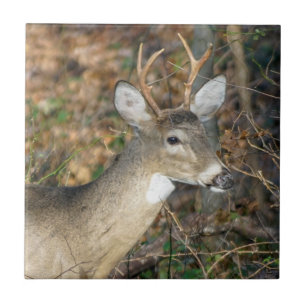 White-Tailed Deer Buck Ceramic Photo Tile