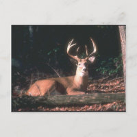 White Tailed Deer Buck Photo