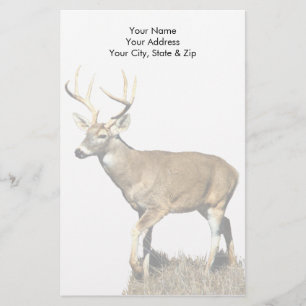 White Tailed Deer Buck Stationery