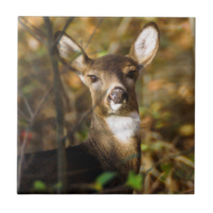 White-Tailed Deer Ceramic Photo Tile