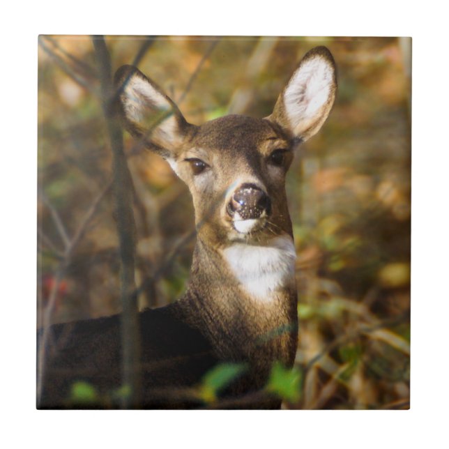 White-Tailed Deer Ceramic Photo Tile (Front)