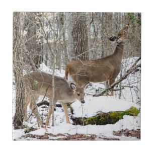 White-Tailed Deer Ceramic Photo Tile