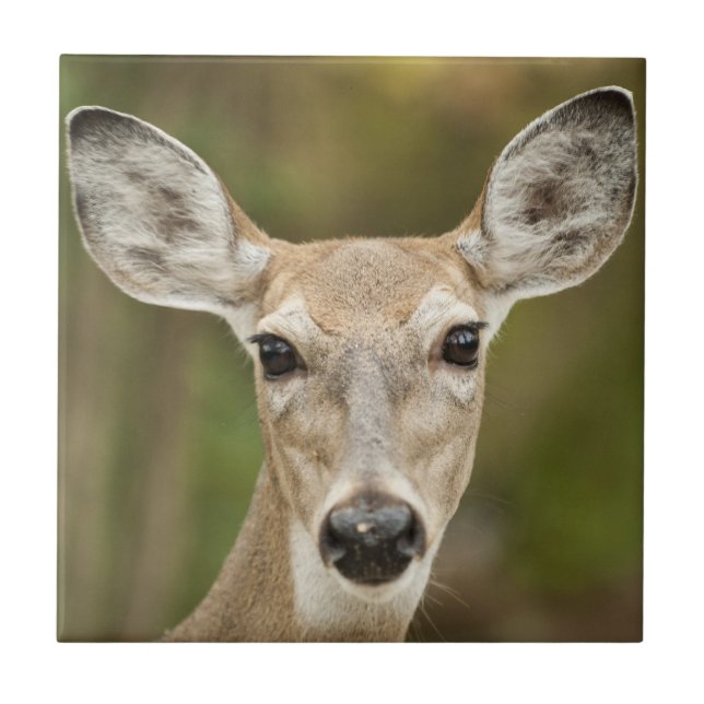 White Tailed Deer Ceramic Tile (Front)