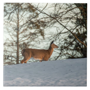 White Tailed Deer Ceramic Tile