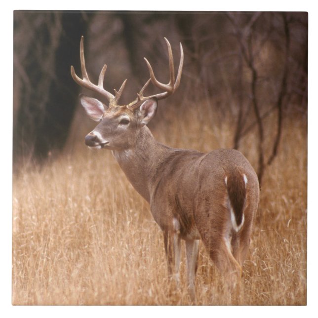 White Tailed Deer |  Choke Canyon State Park, TX Ceramic Tile (Front)