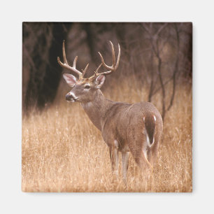 White Tailed Deer Choke Canyon State Park, TX Magnet