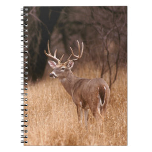 White Tailed Deer Choke Canyon State Park, TX Notebook