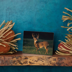 White-tailed Deer   Choke Canyon State Park, TX Plaque