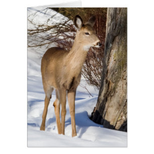 White-tailed Deer (Close Up)