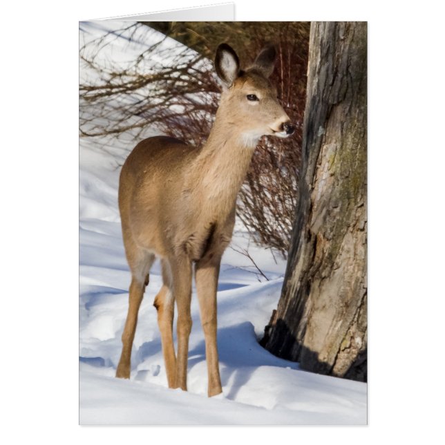 White-tailed Deer (Close Up) (Front)