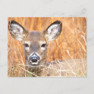 White Tailed Deer Close-up Photo Postcard