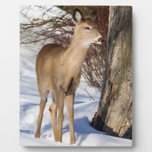 White-tailed Deer (Close Up) Plaque