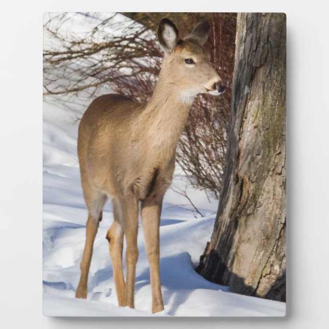 White-tailed Deer (Close Up) Plaque (Front)