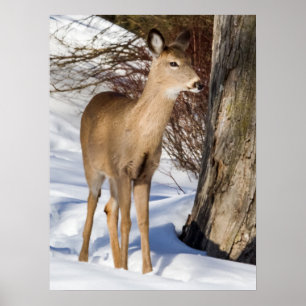 White-tailed Deer (Close Up) Poster