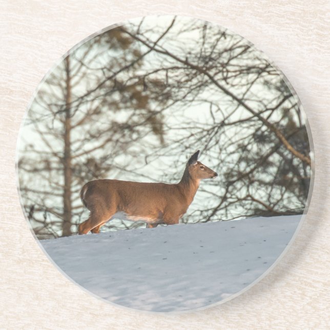 White Tailed Deer Coaster (Front)