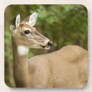 White Tailed Deer Coaster