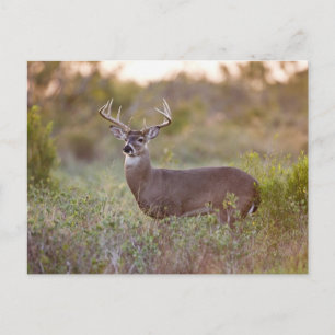 White-tailed Deer   Fall in Texas Postcard