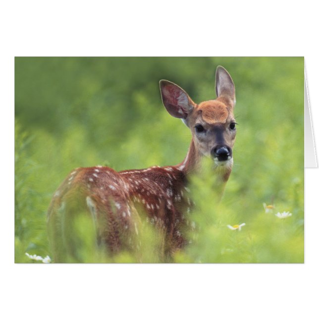 White-tailed Deer Fawn (Front Horizontal)