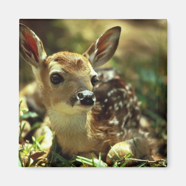 White-tailed Deer Fawn Magnet (Front)