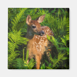 White-tailed Deer Fawn Minnesota Magnet