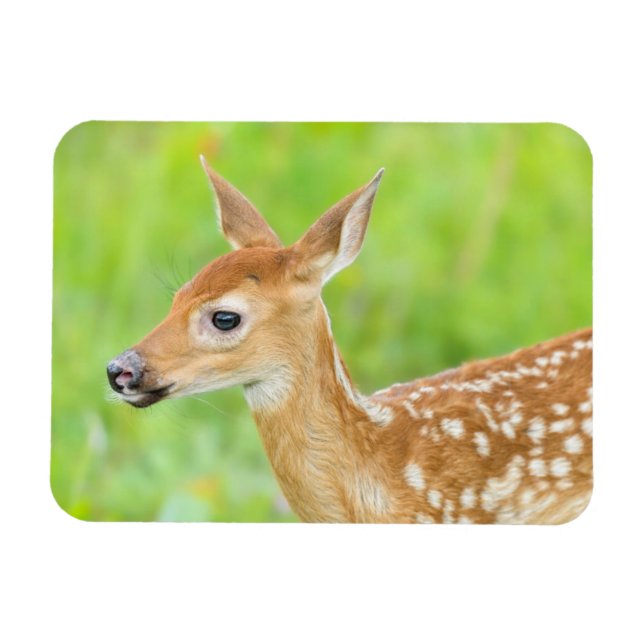 White-Tailed Deer Fawn | Minnesota Magnet (Horizontal)