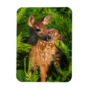 White-tailed Deer Fawn Minnesota Magnet