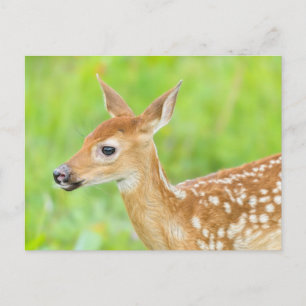 White-Tailed Deer Fawn   Minnesota Postcard