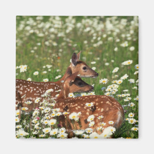 White-tailed deer fawns magnet