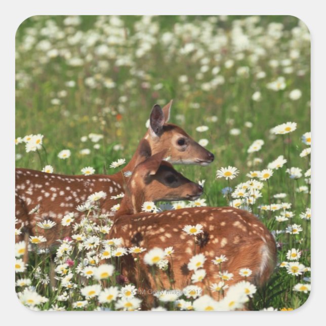 White-tailed deer fawns square sticker (Front)